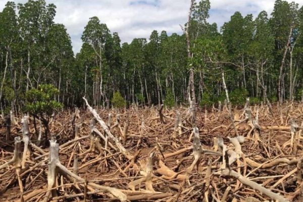 The Devastating Results of Deforestation * Massive Weblog of Gardening