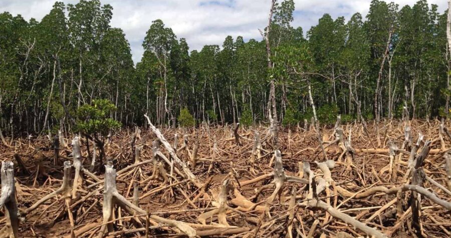 The Devastating Results of Deforestation * Massive Weblog of Gardening