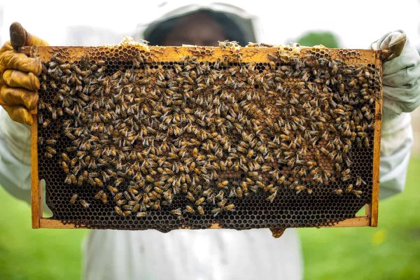 The best way to Begin a Beehive * Large Weblog of Gardening