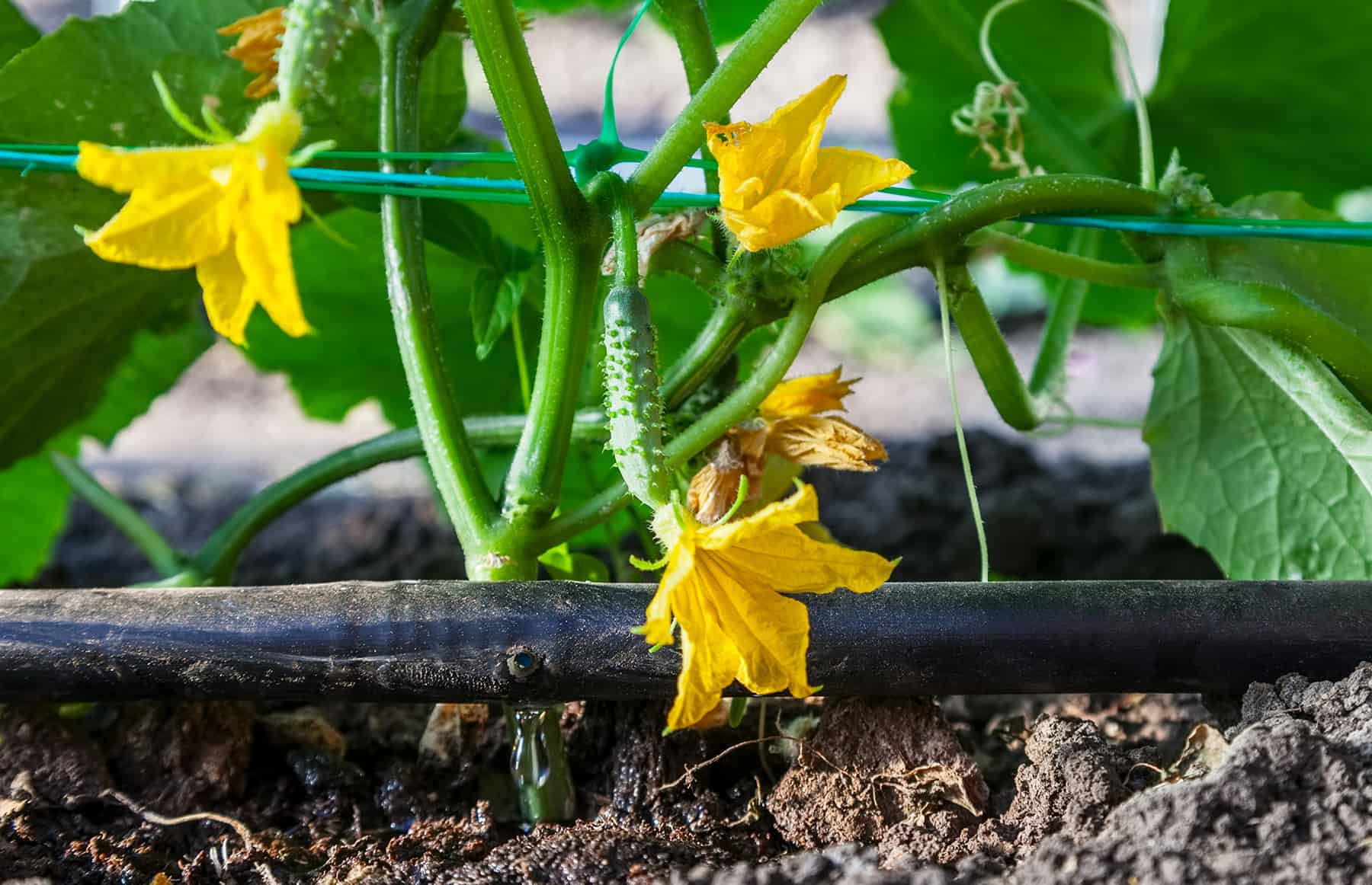 Drip Irrigation Fundamentals (with Movies) * Massive Weblog of Gardening