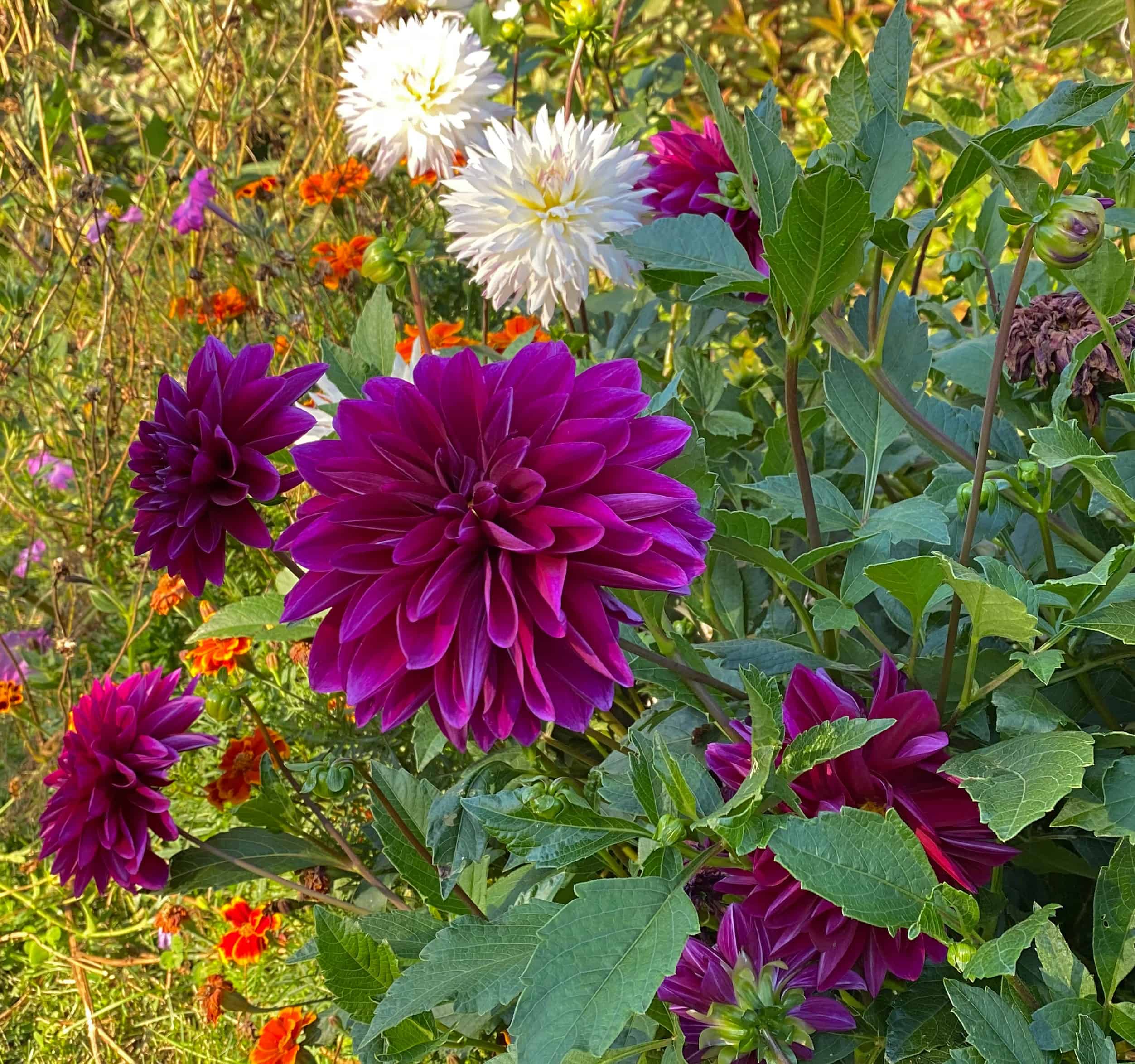 The 4 Greatest Showstopper Summer time Blooms For Your Backyard * Huge Weblog of Gardening