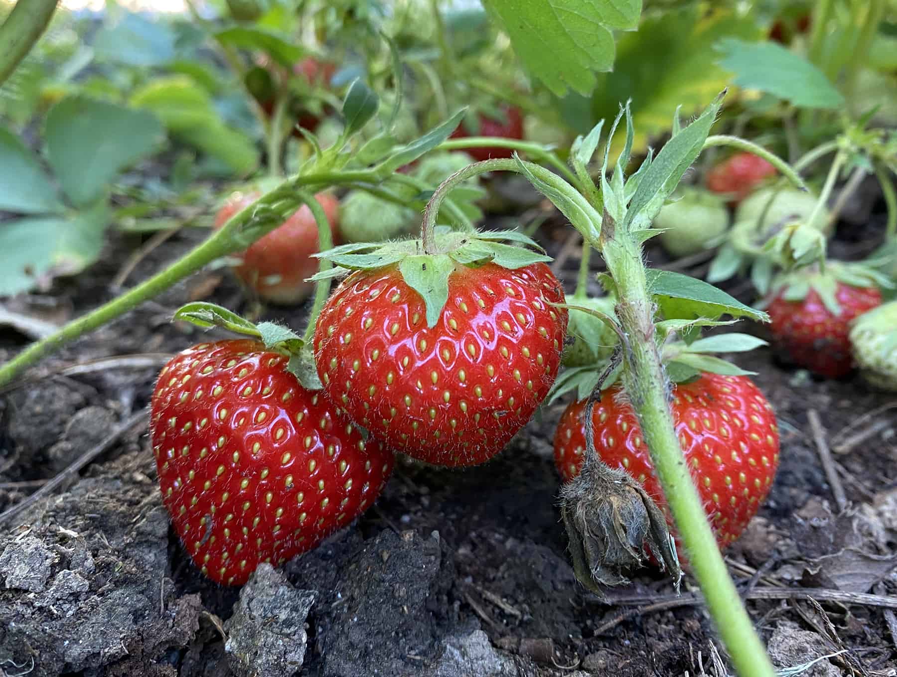 Gardening Fundamentals For Learners * Huge Weblog of Gardening