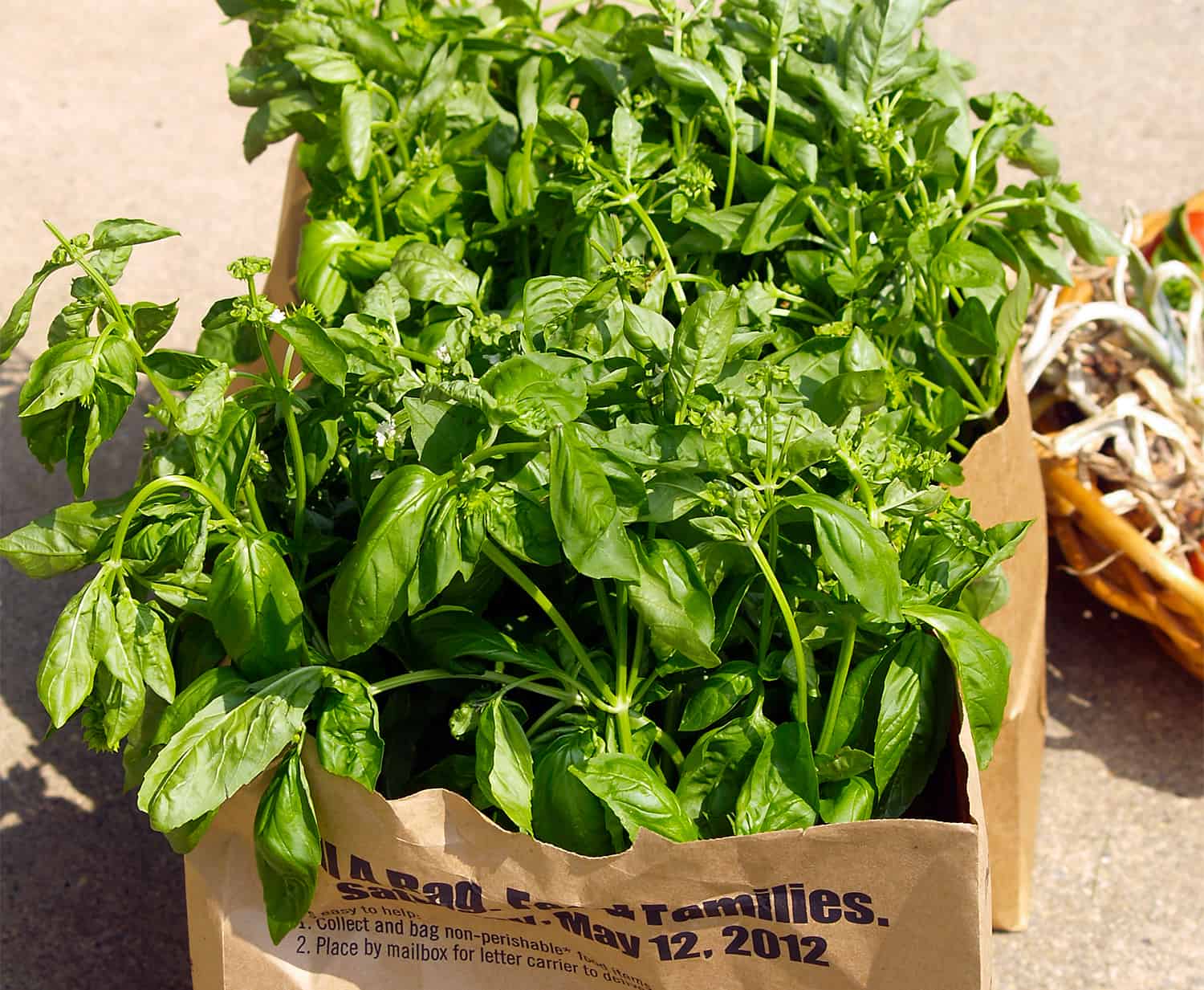 The right way to Develop Basil * Massive Weblog of Gardening