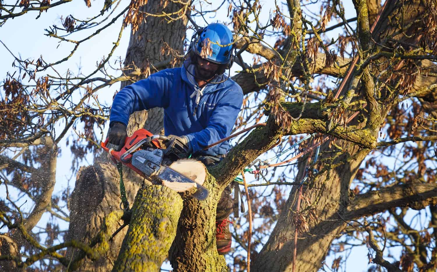 How To Safely Reduce Down a Giant Tree * Large Weblog of Gardening