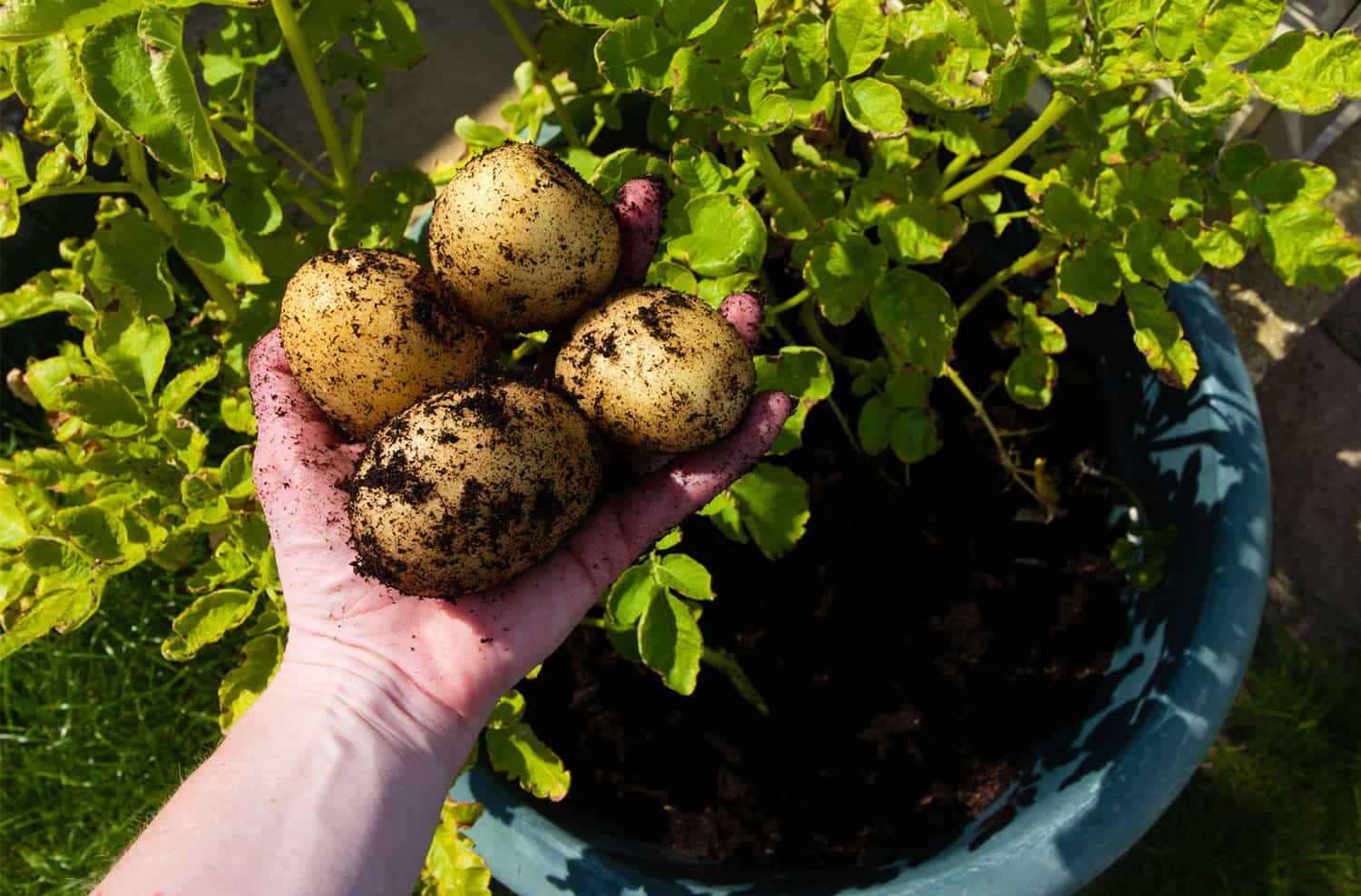 How you can Develop Potatoes in Containers * Huge Weblog of Gardening