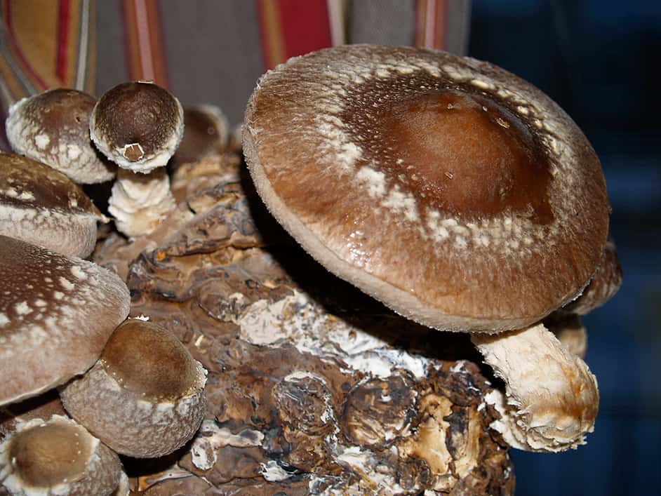 How one can Develop Shitake Mushrooms * Huge Weblog of Gardening