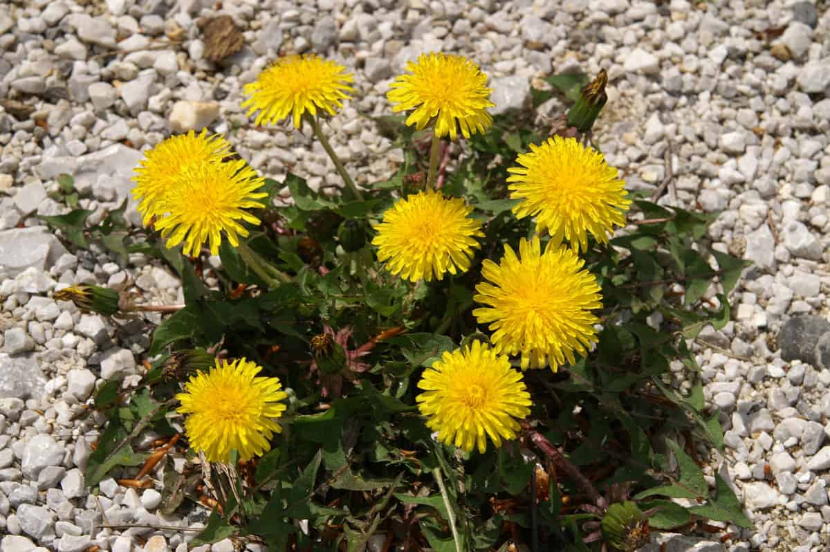 Do You Actually Must Take away Dandelions? * Massive Weblog of Gardening