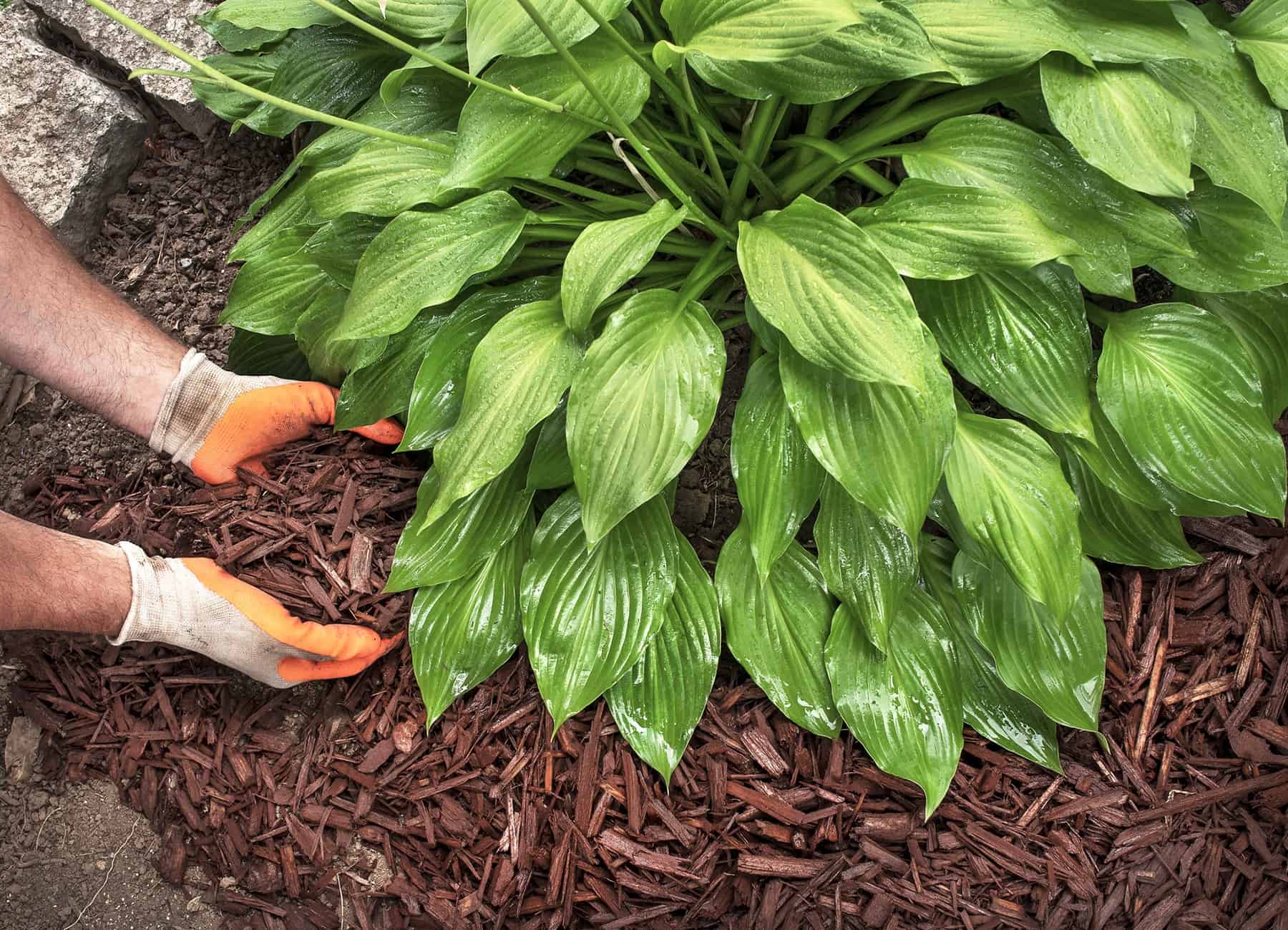 You are In all probability Mulching All Incorrect. How To Do It Proper. * Large Weblog of Gardening