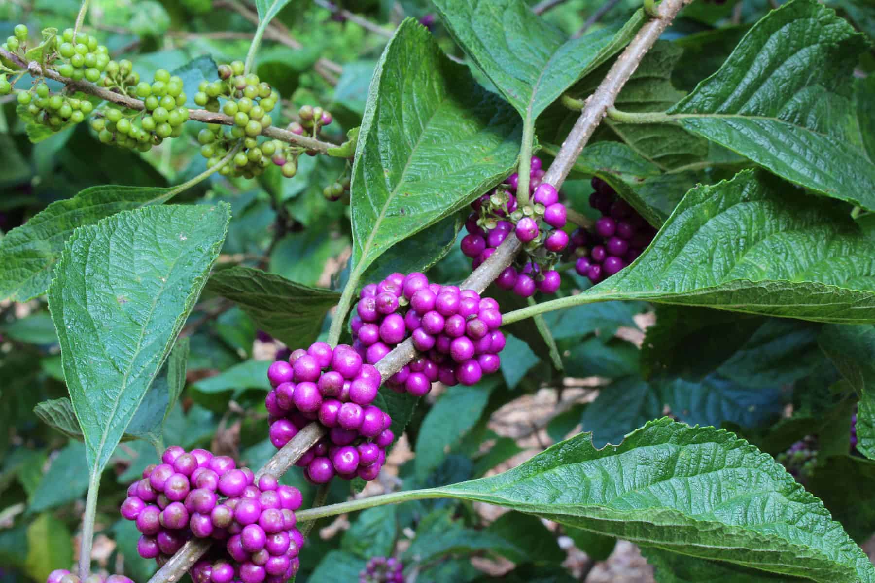 Fall’s Favourite Plant for Wildlife * Massive Weblog of Gardening