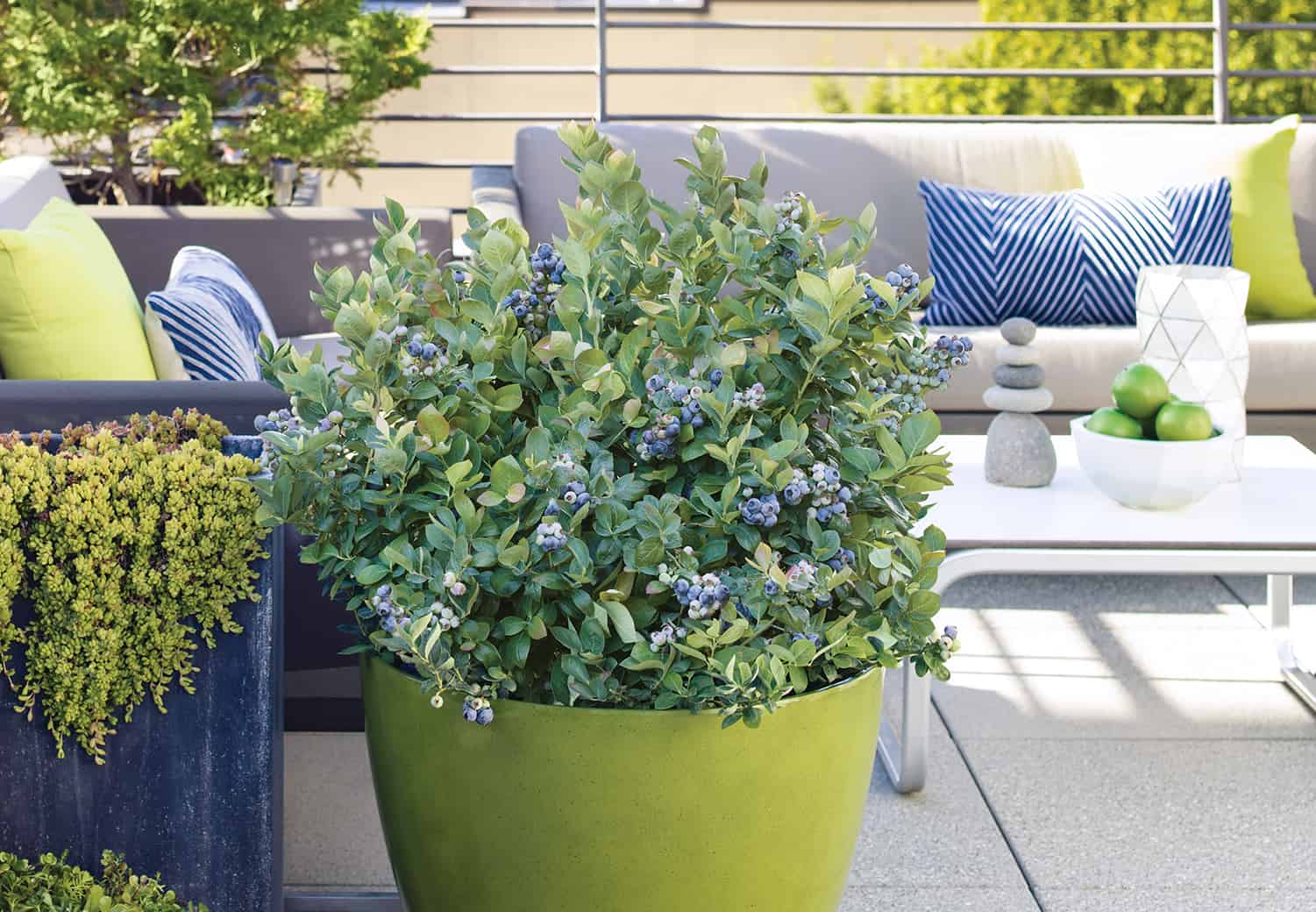 Winter Look after Container Blueberries * Large Weblog of Gardening