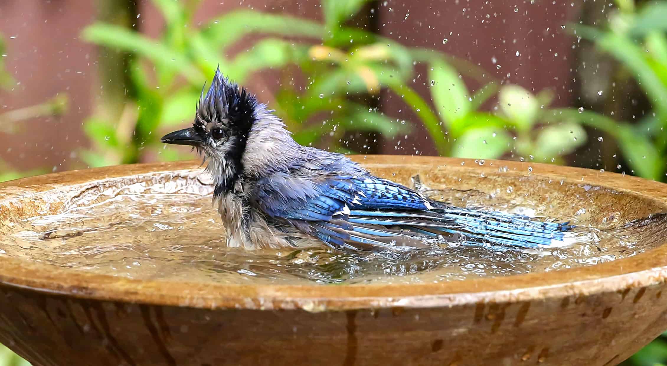 How To Appeal to Birds to Birdbaths * Huge Weblog of Gardening