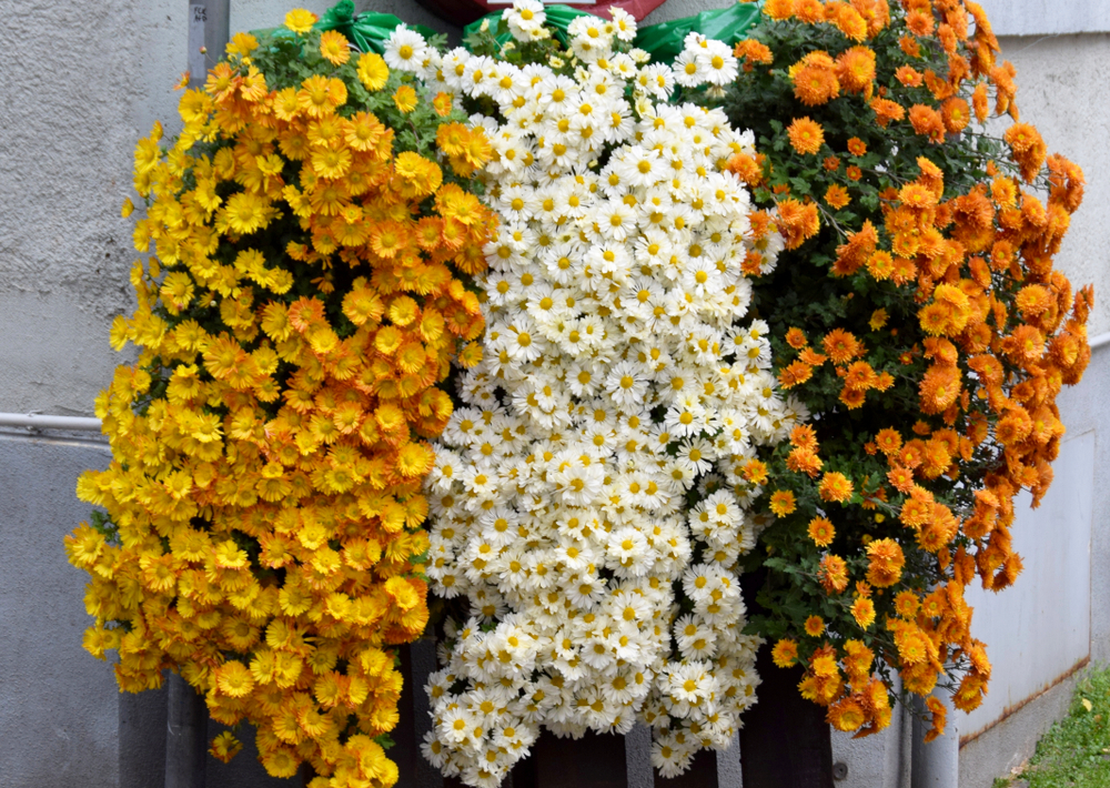 Greatest Decisions for Cascading Flowers in Window Containers * Massive Weblog of Gardening