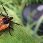 The best way to Keep away from Tick Bites (From Somebody Who Nearly Died of Lyme Illness) * Huge Weblog of Gardening