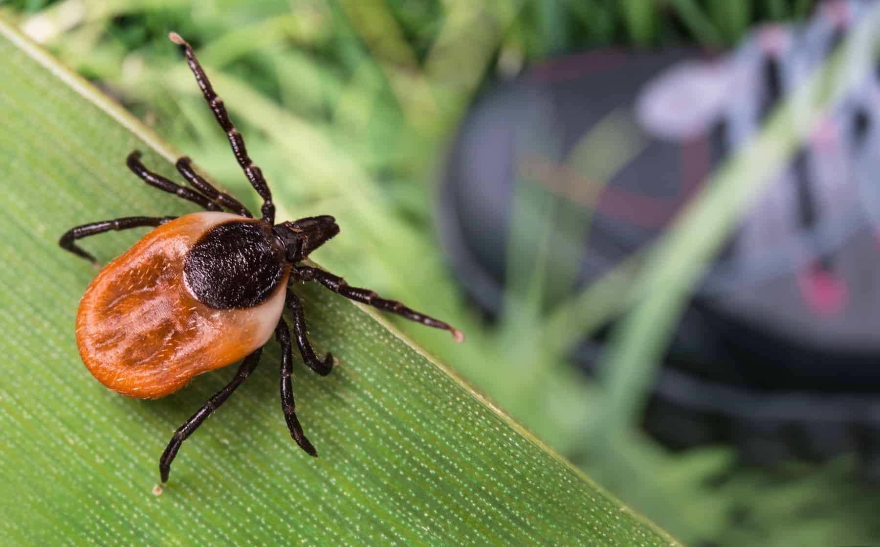 The best way to Keep away from Tick Bites (From Somebody Who Nearly Died of Lyme Illness) * Huge Weblog of Gardening