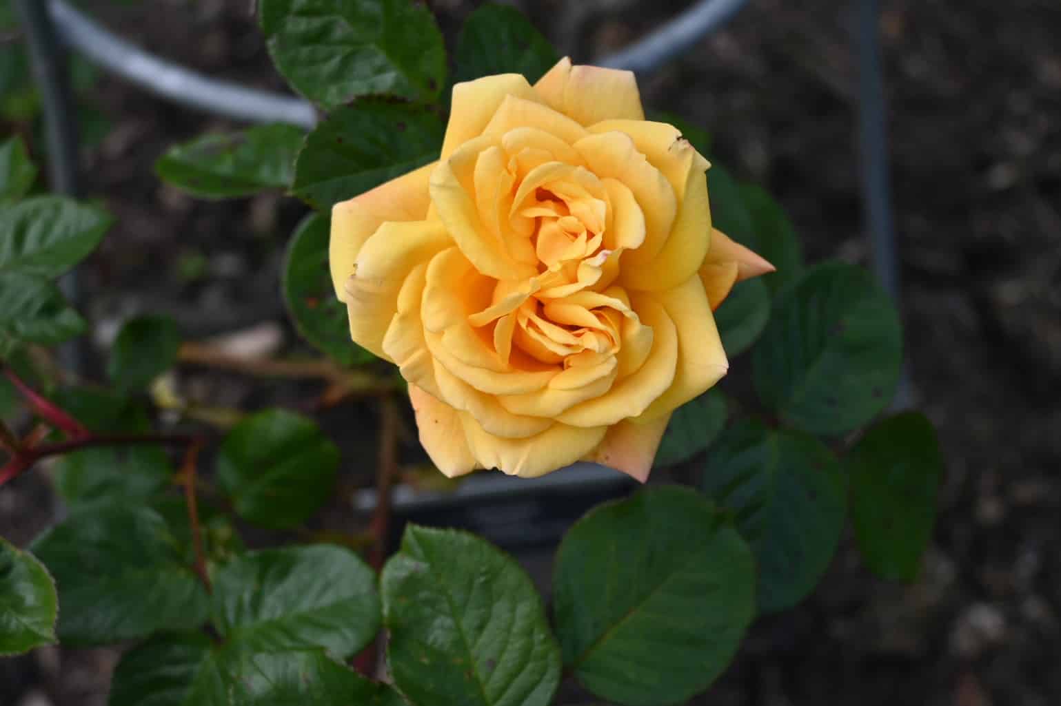 The way to Deadhead Roses and Different Flowers * Huge Weblog of Gardening