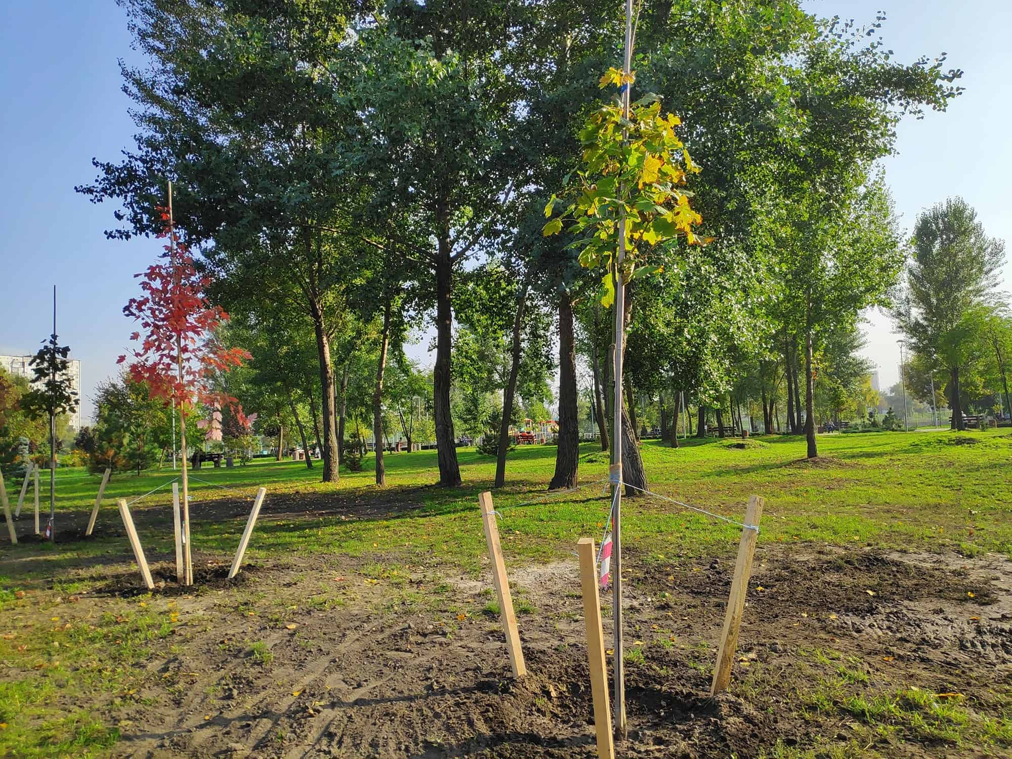 Staking a Tree Is Virtually By no means The Proper Factor To Do * Massive Weblog of Gardening