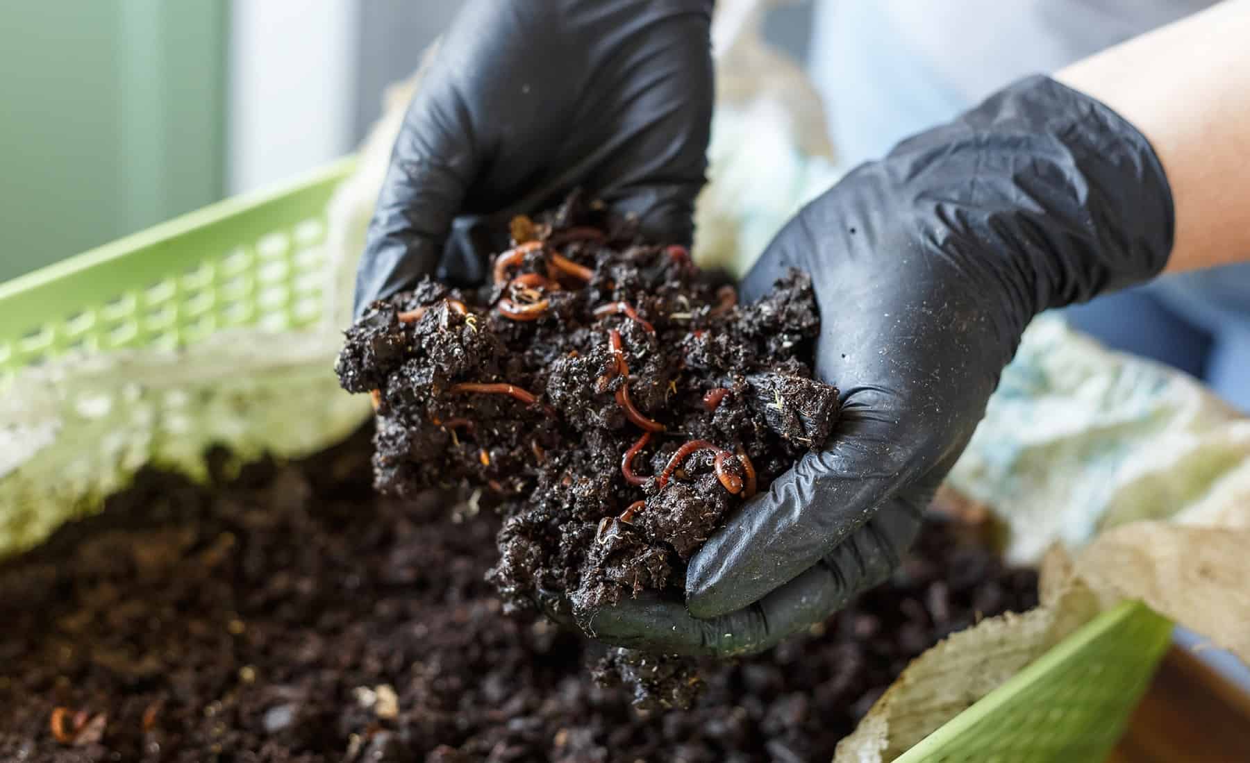 Your Full Information to Profitable Vermicomposting * Large Weblog of Gardening